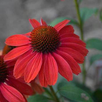 Echinacea-Frankly Scarlet - G1