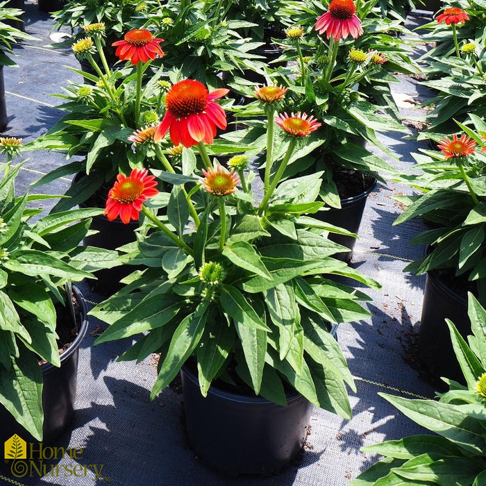 Echinacea-Hot Coral - G1