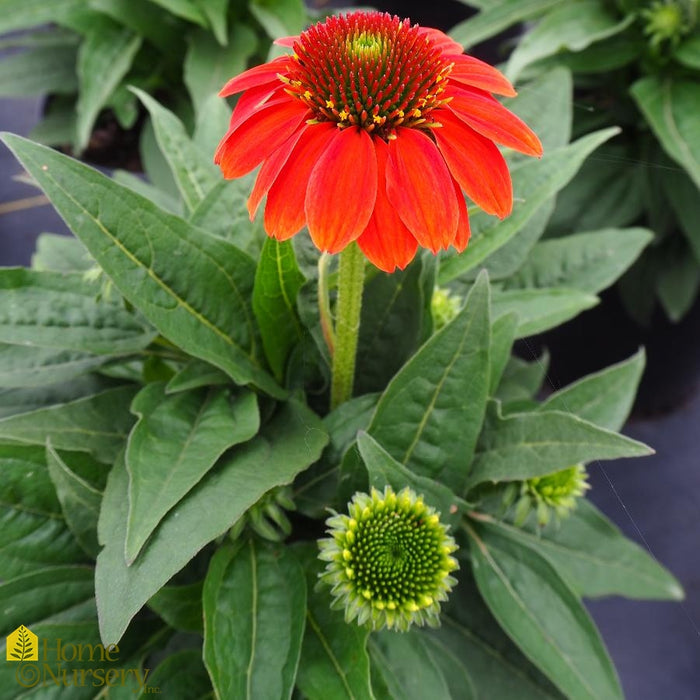 Echinacea-Hot Coral - G1