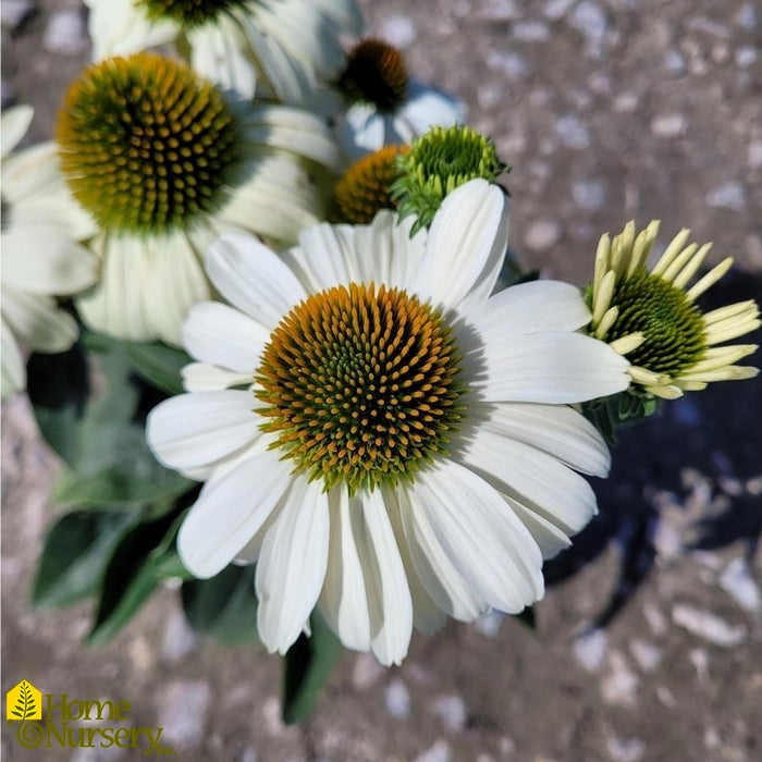 Echinacea-Price is White -  G1