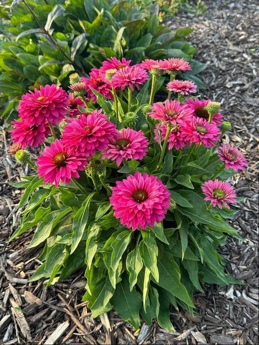 Echinacea-Sun. Swt Fuchsia - G1