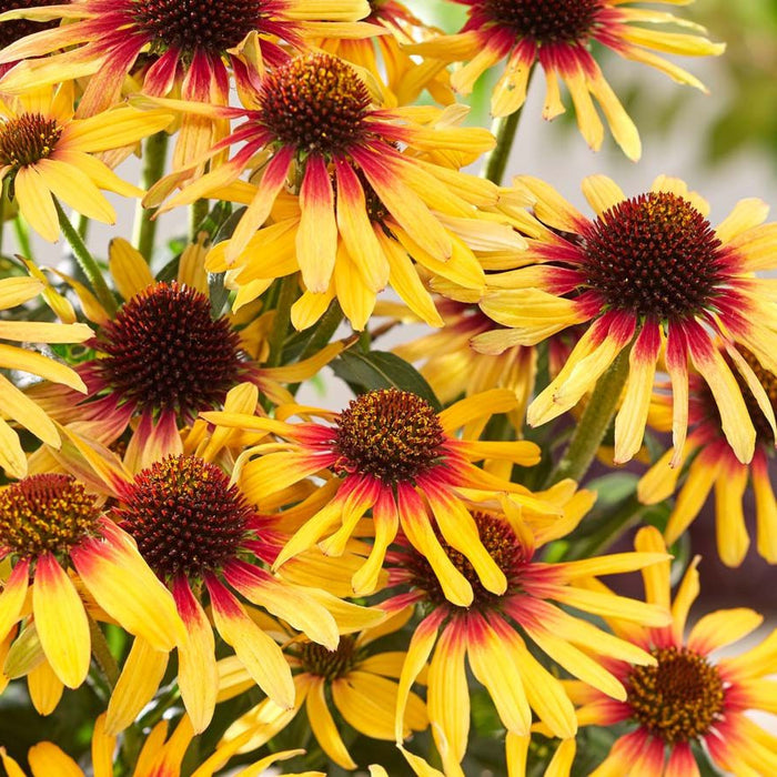Echinacea-Tequila Sunrise - G1