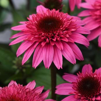 Echinacea-Watermelon Del. - G1