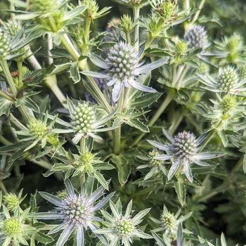 Eryngium-Blue Hobbit - G1