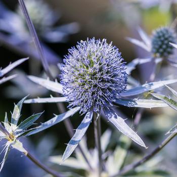 Eryngium-Blue Hobbit - G1