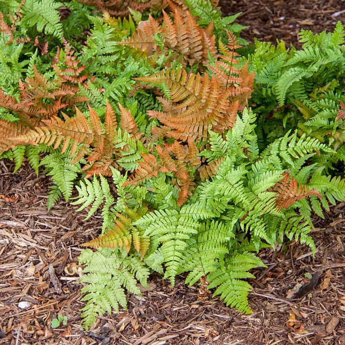 Fern-Brillance - G1