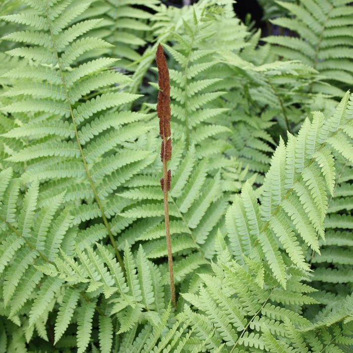 Fern-Cinnamon - G1