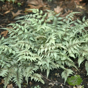 Fern-Japanese Painted - G1