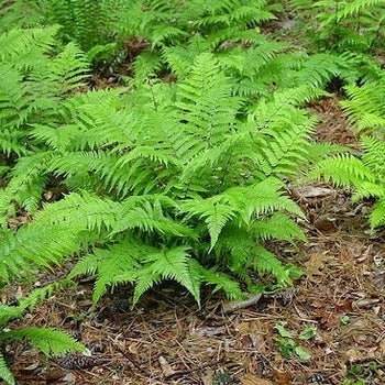 Fern-Lady - G1