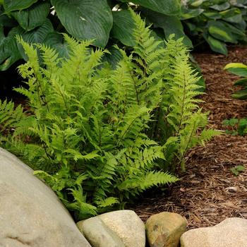 Fern-Lady in Red - G1