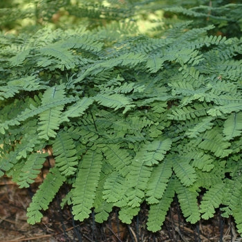 Fern-Maidenhair - G1