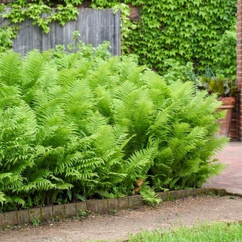 Fern-Ostrich - G1