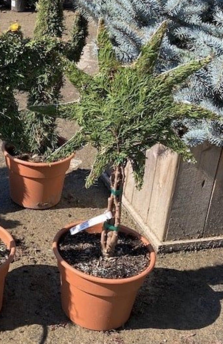 Sculpted Garden Art Sun Arborvitae 3 Gallon