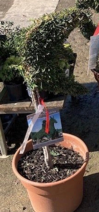 Sculpted Garden Art Moon Arborvitae 3 Gallon