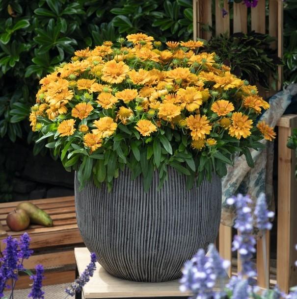 Gaillardia-Mango - G1
