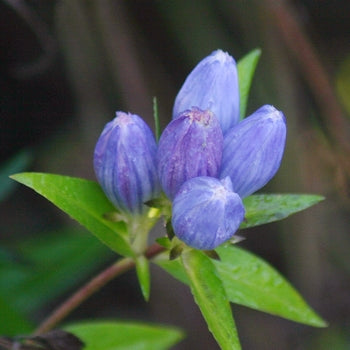 Gentiana-Bottle Gentian - G1