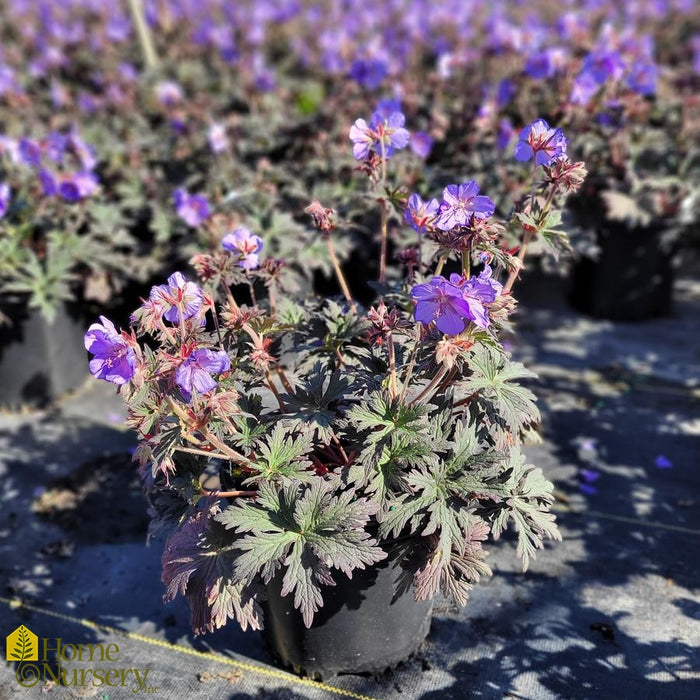 Geranium-Boom Chocolatta - G1