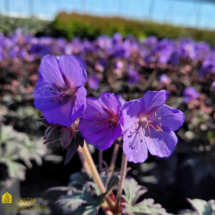 Geranium-Boom Chocolatta - G1