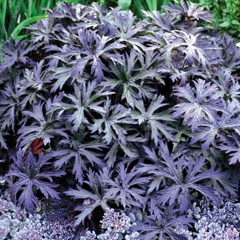 Geranium-Dark Reiter - G1