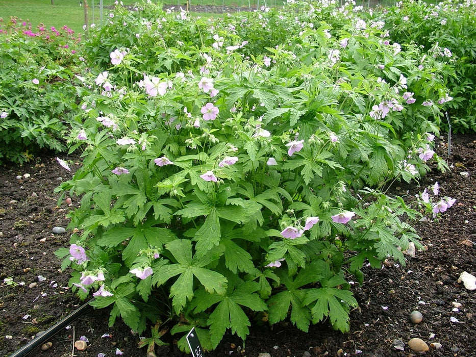 Geranium-Wild Geranium - G1