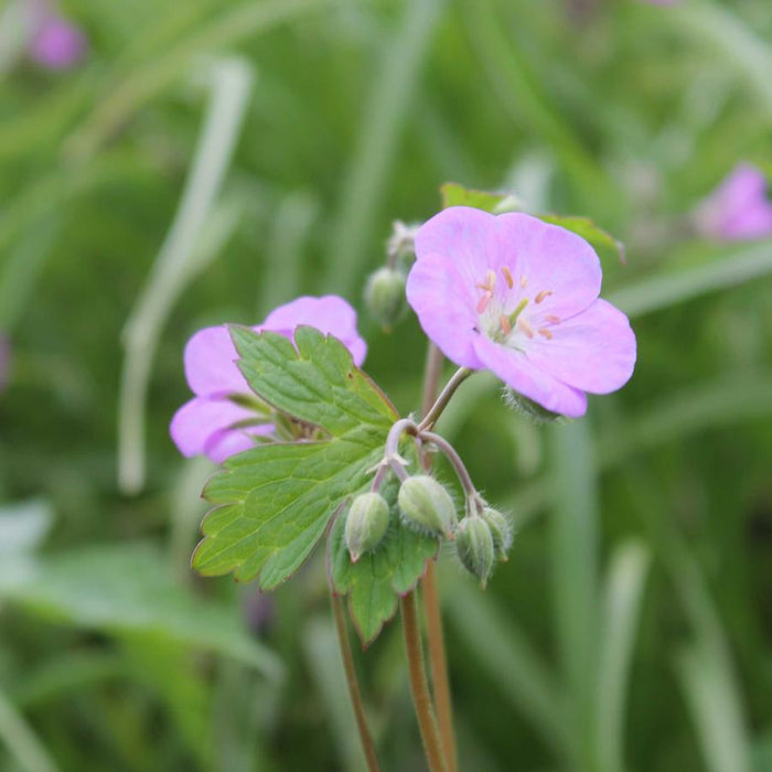 Geranium-Wild Geranium - G1