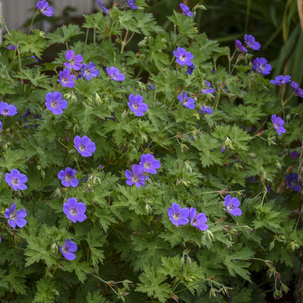 Geranium-Rozanne - G1