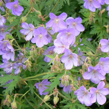 Geranium-Rozanne - G1