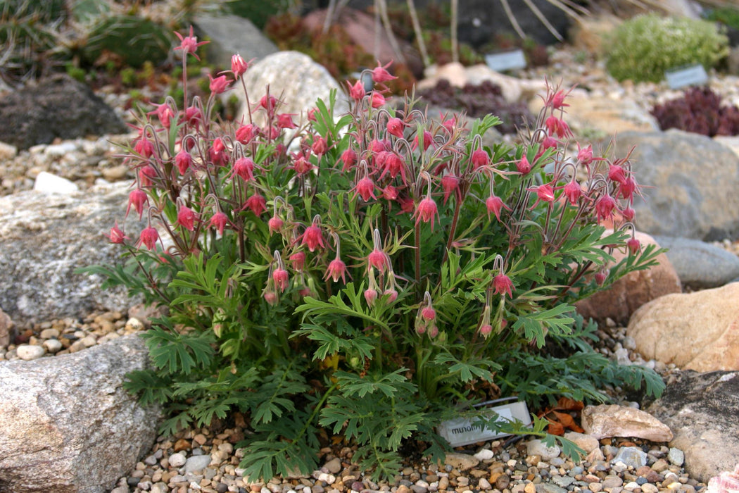 Geum-Prairie Smoke - G1