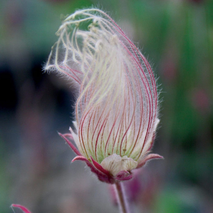 Geum-Prairie Smoke - G1