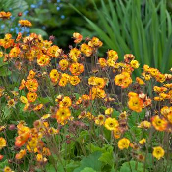 Geum-Alabama Slammer - G1