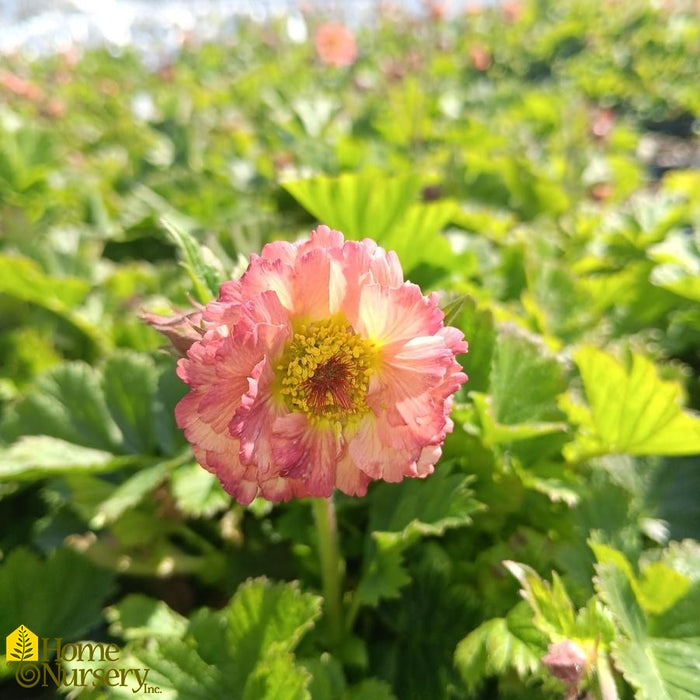 Geum-Mai Tai - G1