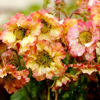 Geum-Pretticoats - G1