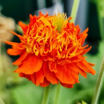 Geum-Pumpkin Orange - G1