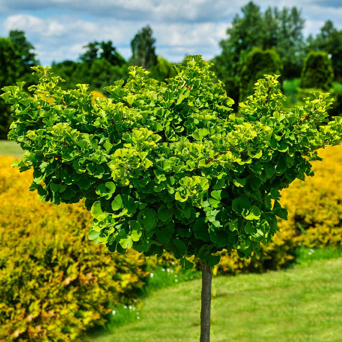 Ginkgo-Clica - 30" Std.