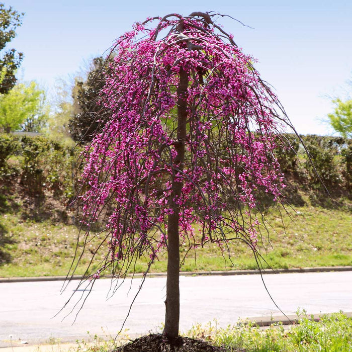 Redbud-Tree Golden Falls - G7