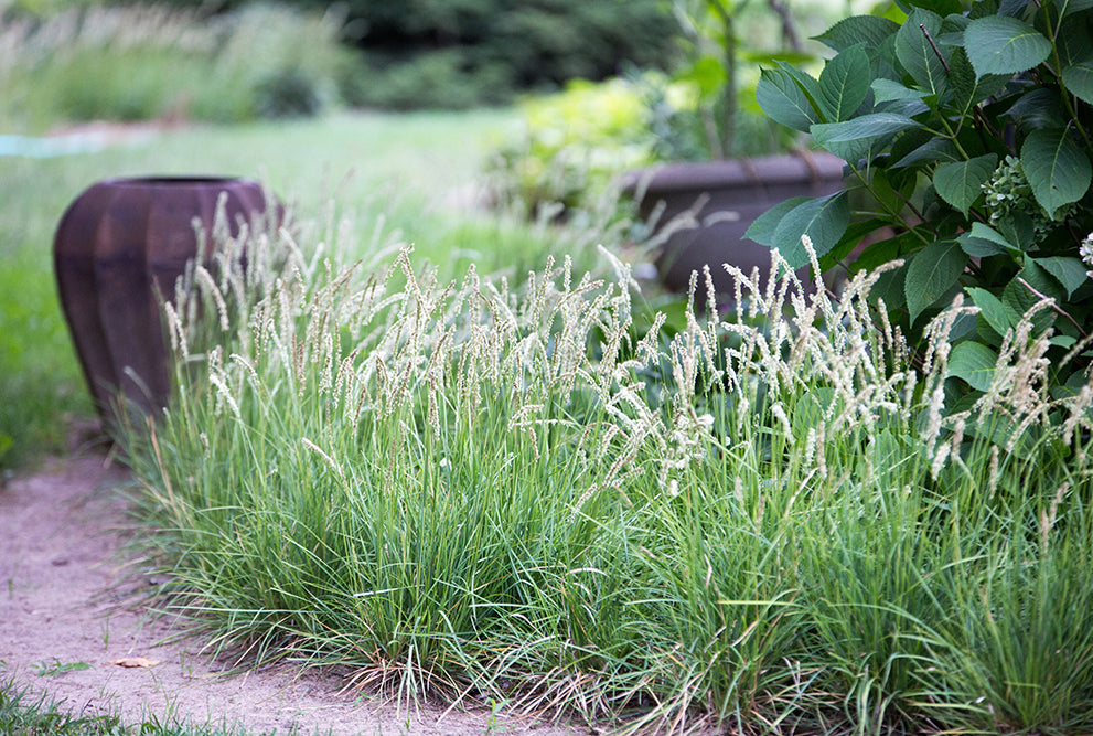 Grass-Autumn Moor - G1