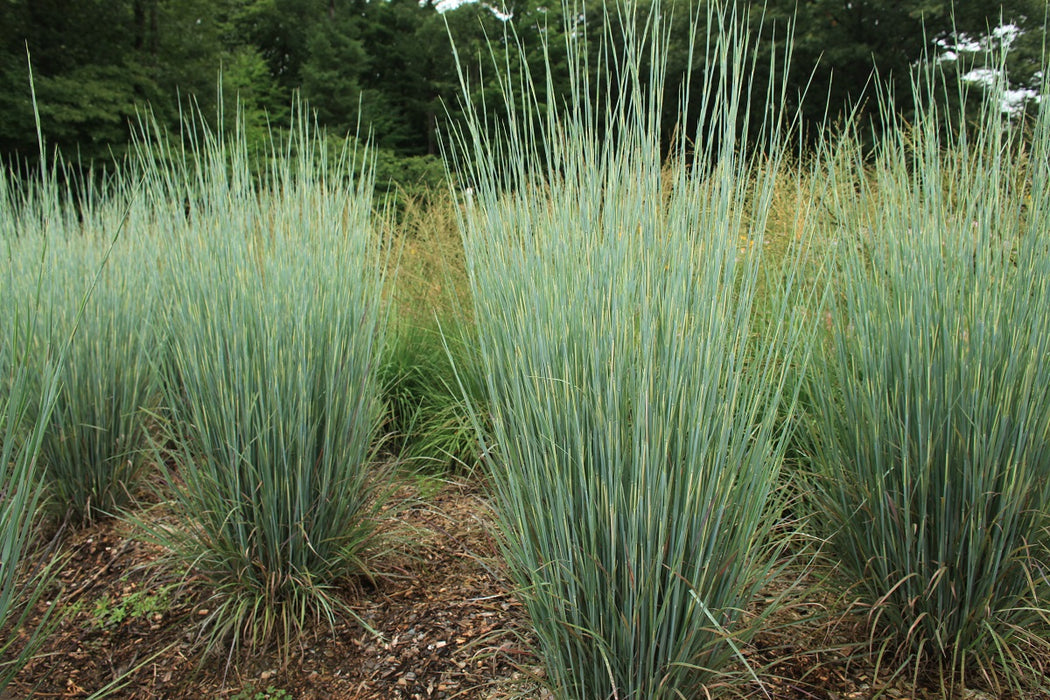 Grass-Band of Gold - G1