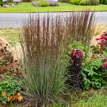 Grass-Cinnamon Sticks - G1