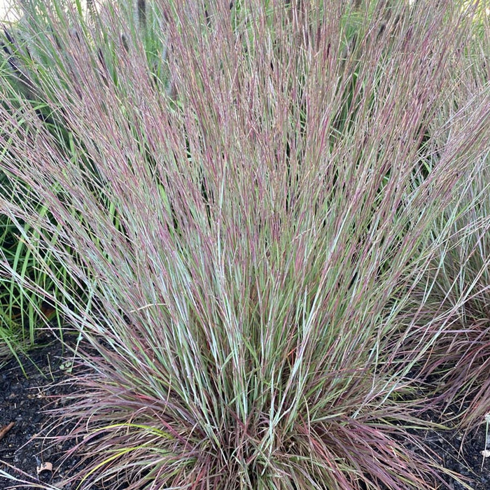 Grass-Little Red Fox - G1