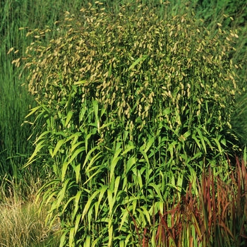Grass-Northern Sea Oats - G1