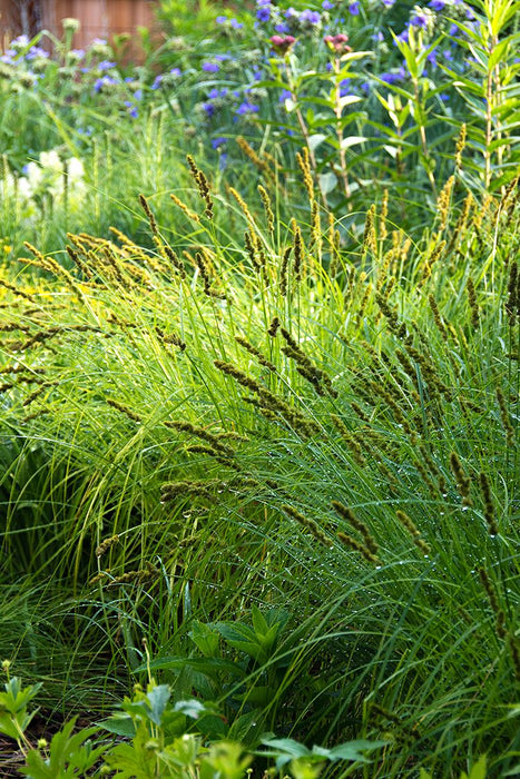 Grass-Palm Sedge - G1