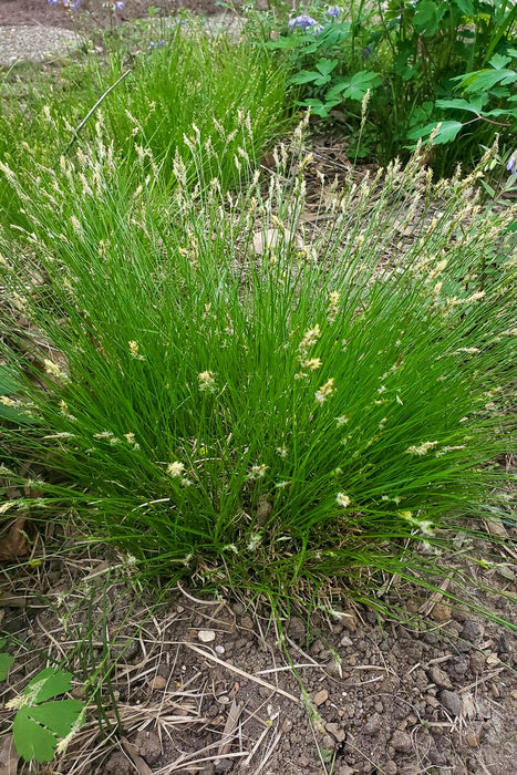 Grass-Pensylvania - G1