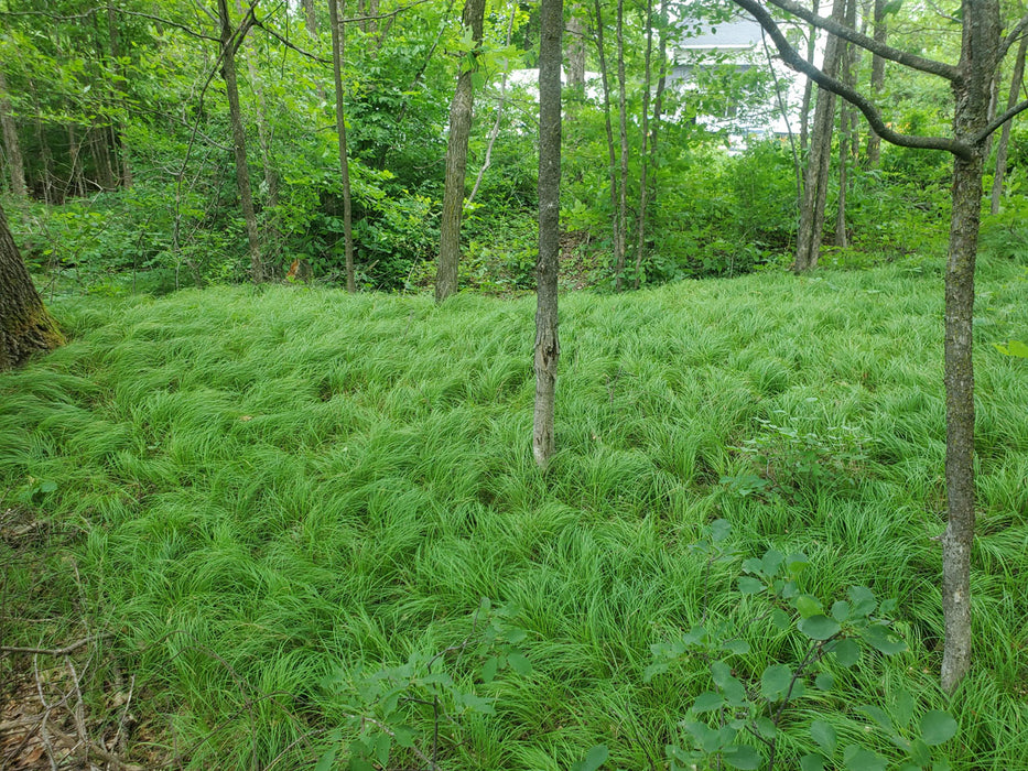 Grass-Pensylvania - G1