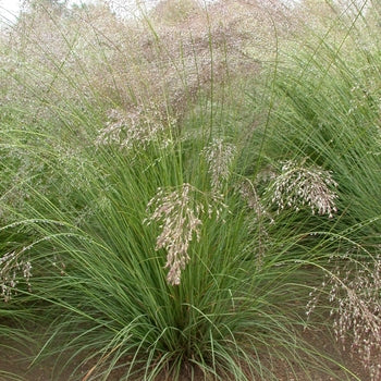 Grass-Prairie Dropseed - G1