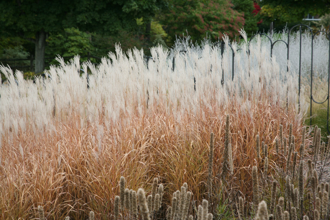 Grass-Purpurascens - G1