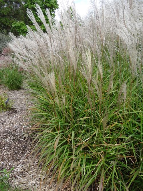 Grass-Purpurascens - G1