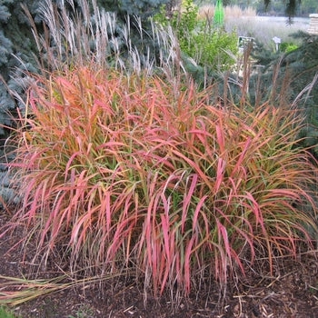 Grass-Purpurascens - G1