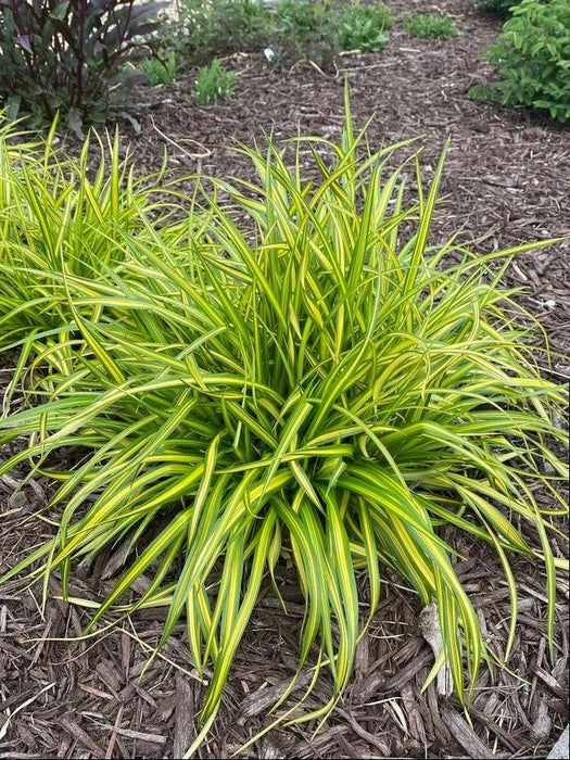 Grass-Stars and Stripes - G1