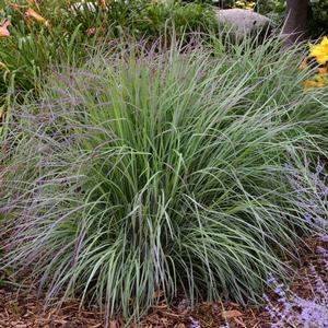 Grass-Twilight Zone - G1