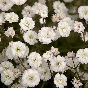 Gypsophila-Summer Sparkles - G1